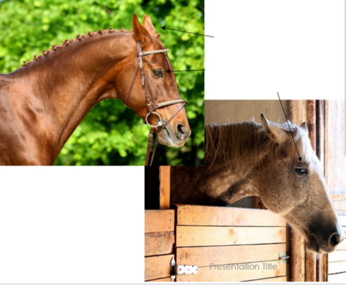<p>What are some signs of pain in horses?</p>