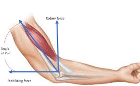 <p>a measure of the force that can cause an object to rotate about an axis. it can either be static or dynamic. angular, rotational force applied to and by the human body. it’s due to the segmental levers rotating around joints</p>