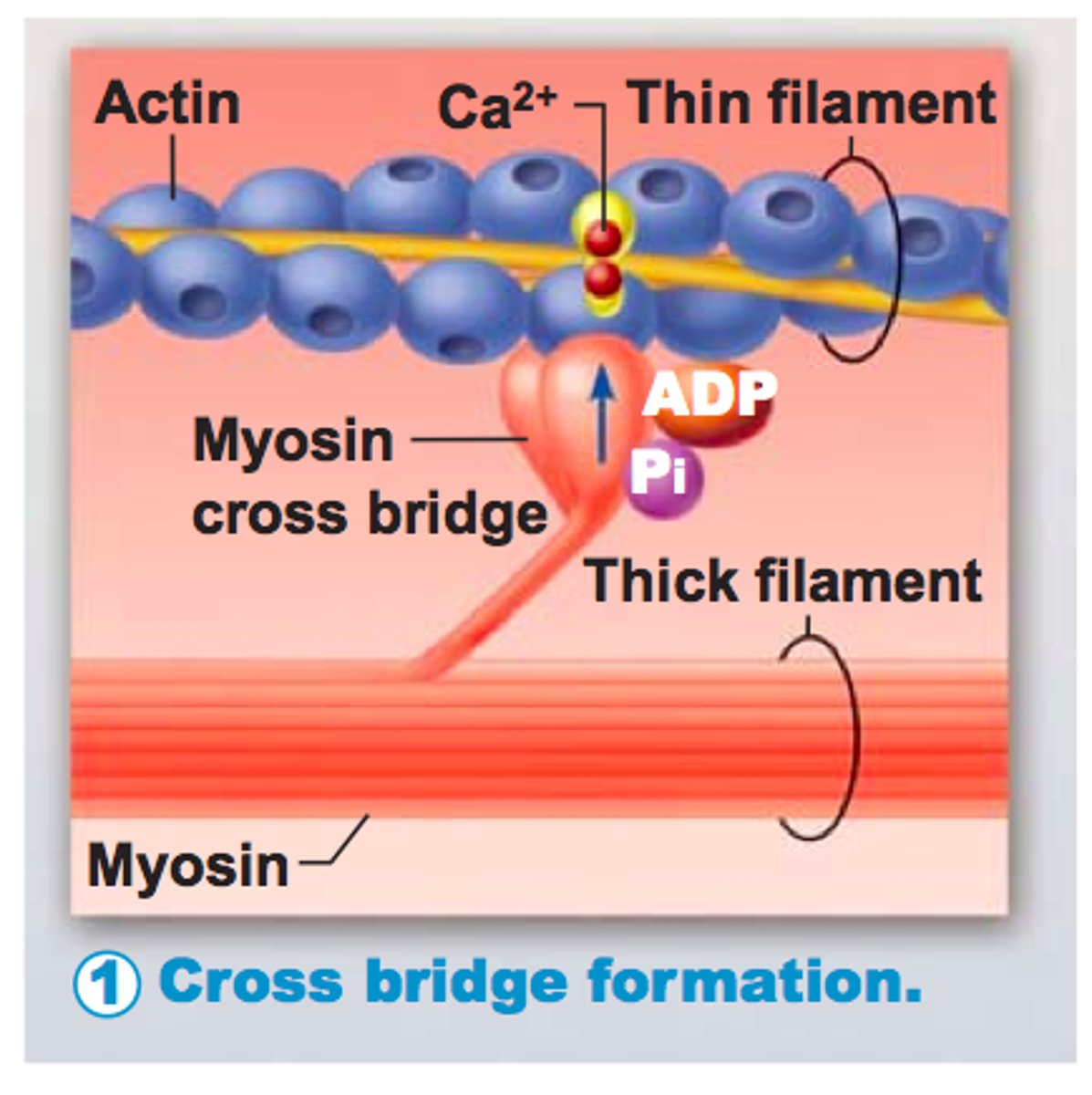<p>Connections that form during muscle contraction between the heads of myosin filaments and receptor sites on the actin filaments.</p>