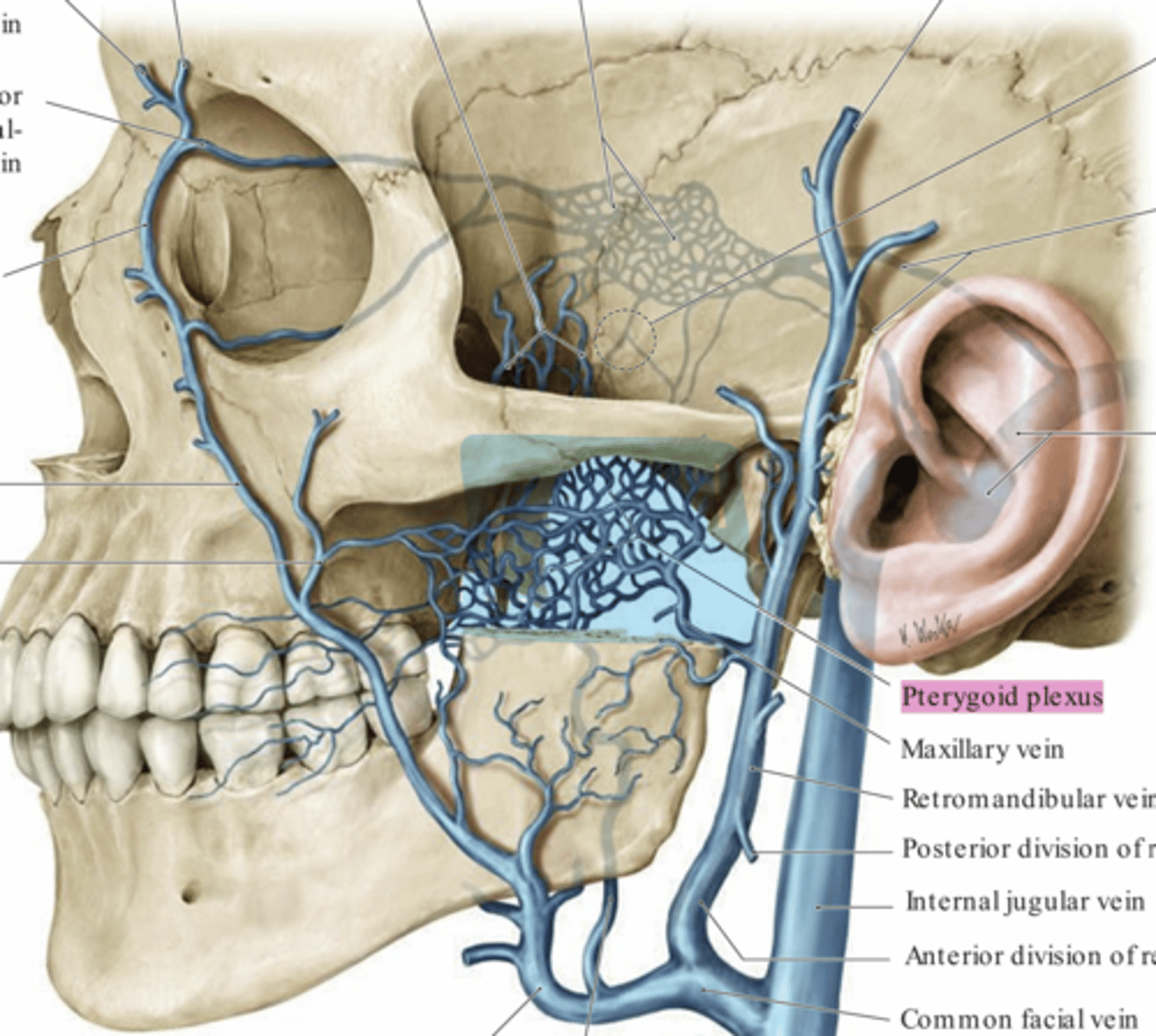 <p>- Plexus betyder nätverk.</p><p>- På bilden ser vi hur vener bakom arcus zygomaticus bildar en plexus som man bör känna till när man laga tänder längst bak i käken att man inte på något sätt orsaka blödning som blir svår att stoppa.</p>