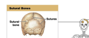 <p>What are sutural bones?</p>