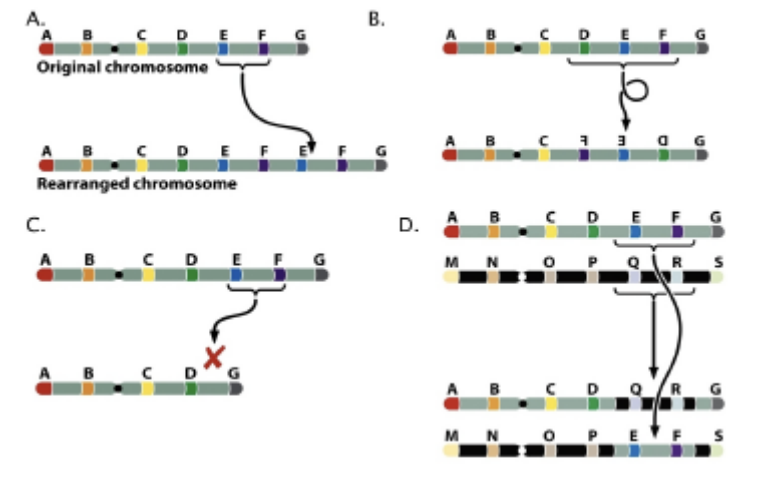 <p>Which of the following chromosome rearrangements represents inversion?</p>