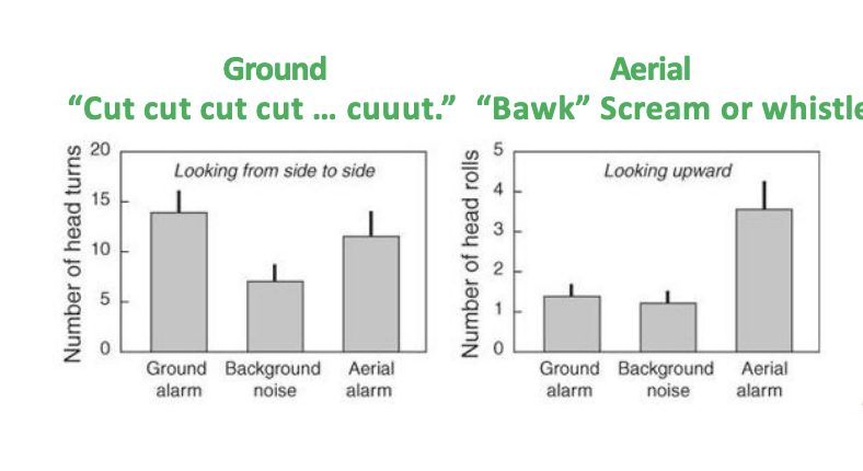 <p>symbolic AND abstract communication - chicken</p>