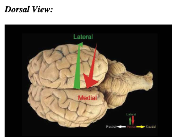 <p>dorsal = back </p>