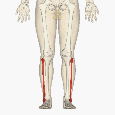 <p>Key Features: Head, lateral malleolus</p><p>Memory Trick: Fine little leg bone</p>