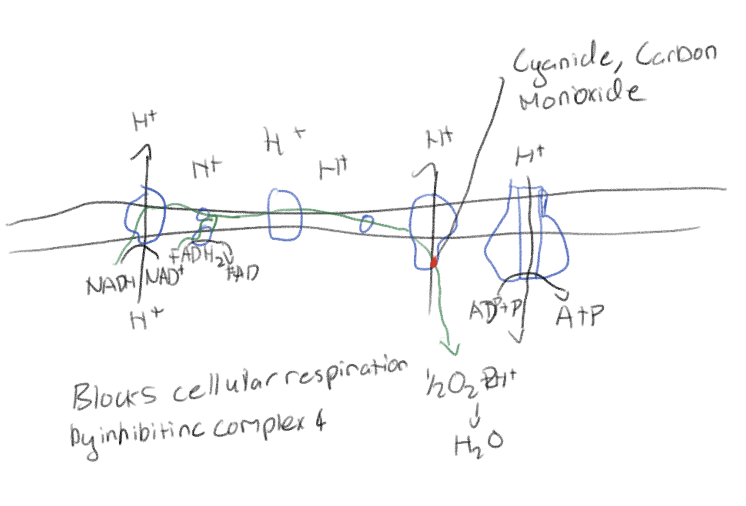 <p>Blocks cellular respiration by inhibiting complex 4</p>