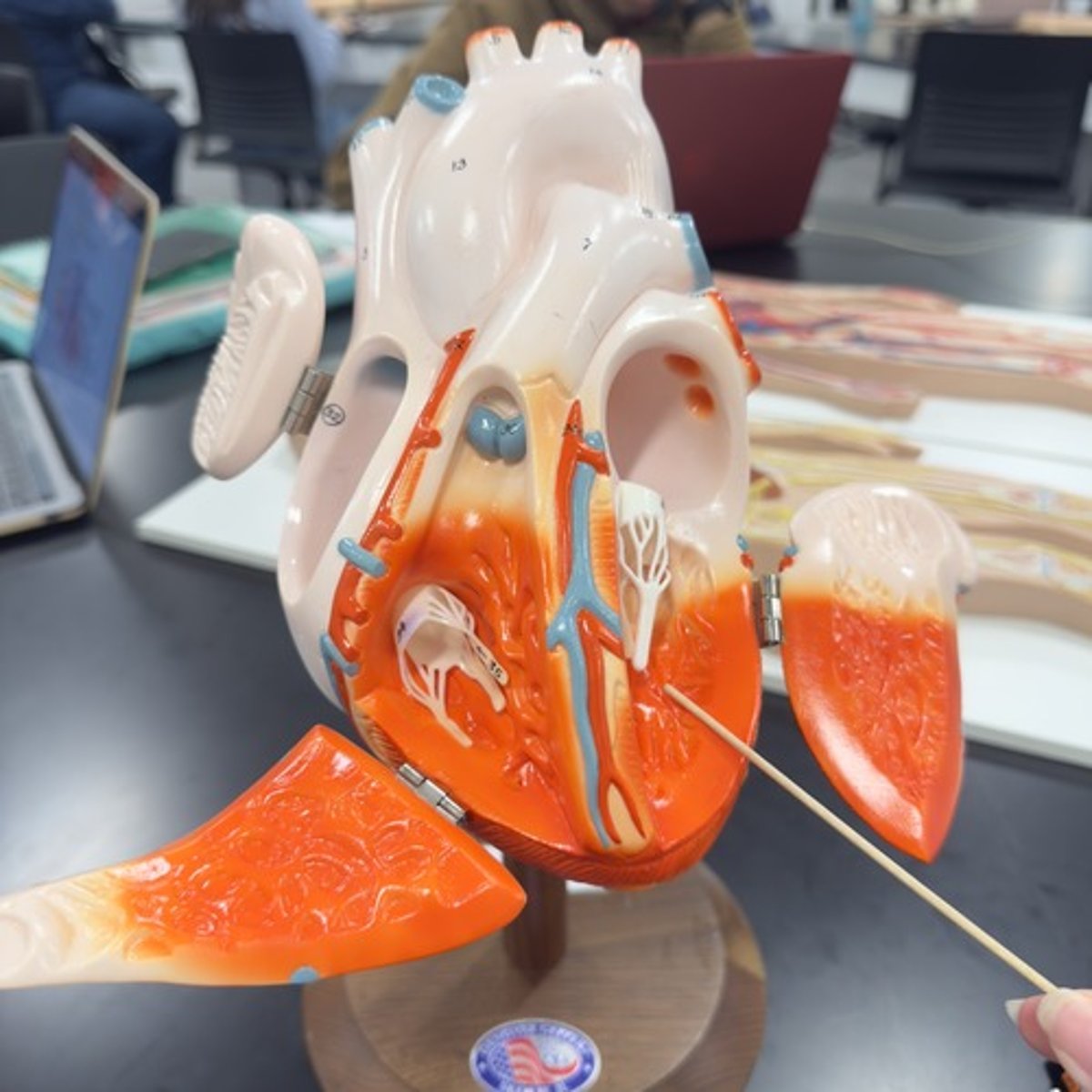 <p>Identify the chamber of the heart.</p>