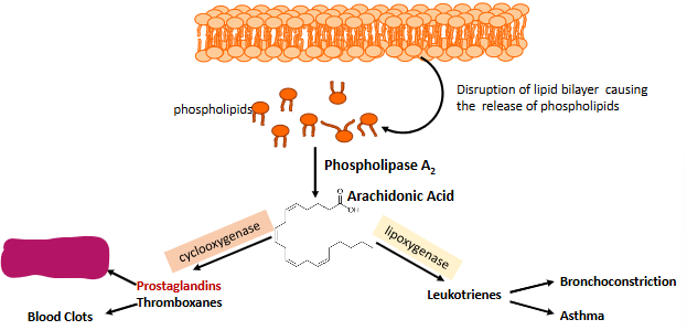 <p>Label this part of prostaglandin synthesis</p>