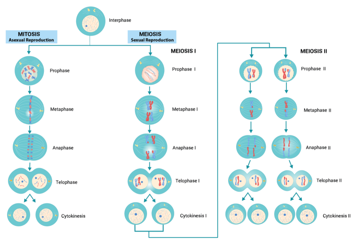 <p>Mitosis vs. Meiosis: What are The Phases + What is Happening in Each Phase?</p>