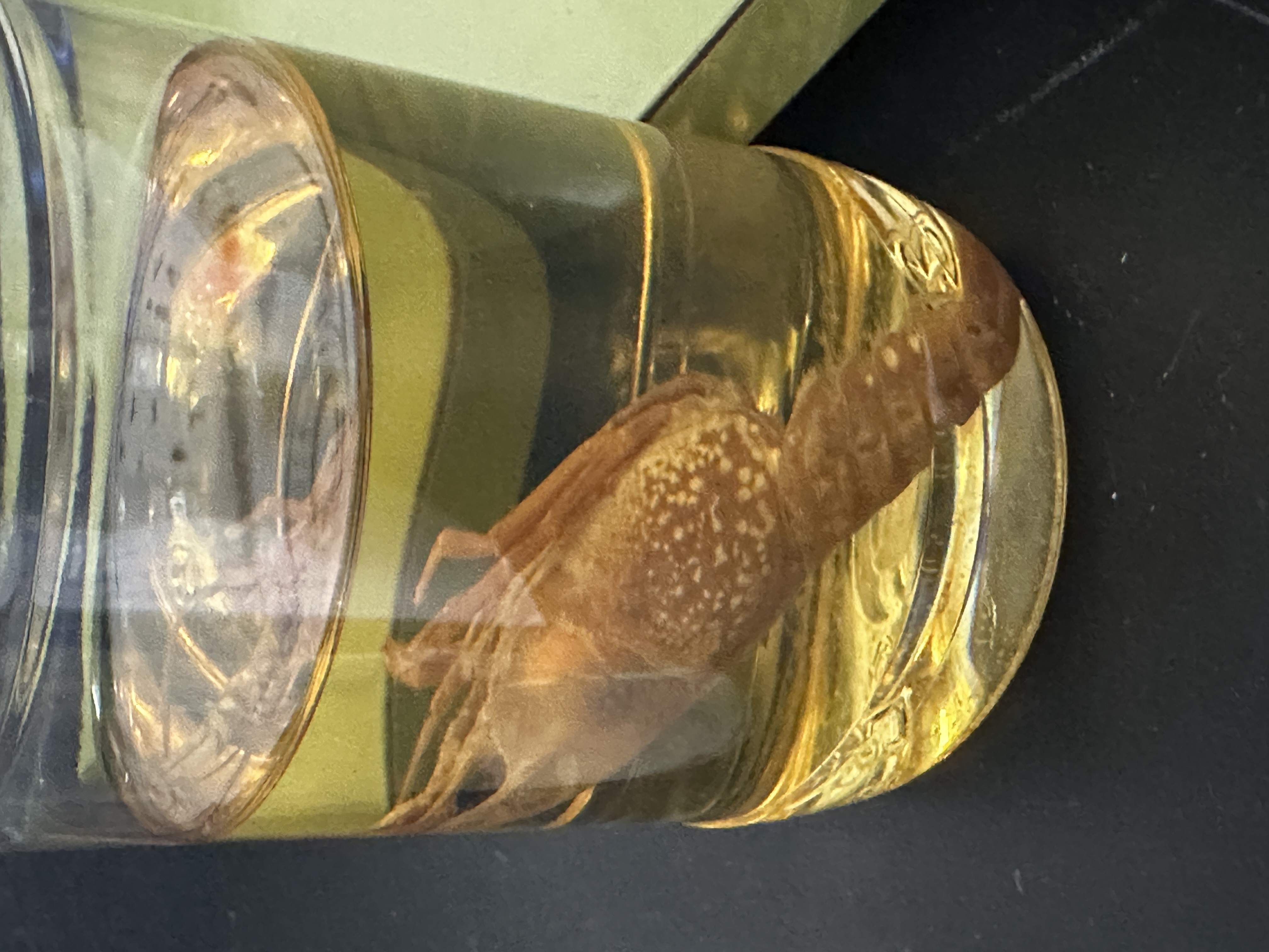 <p>Identify (Grouping(s), Phylum, Subphylum)</p>