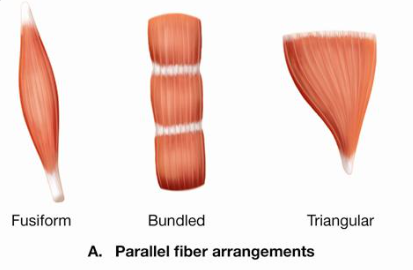 <p>Fusiform, bundled, triangular</p>