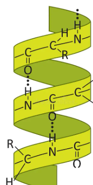 <p>Alpha Helixes</p>
