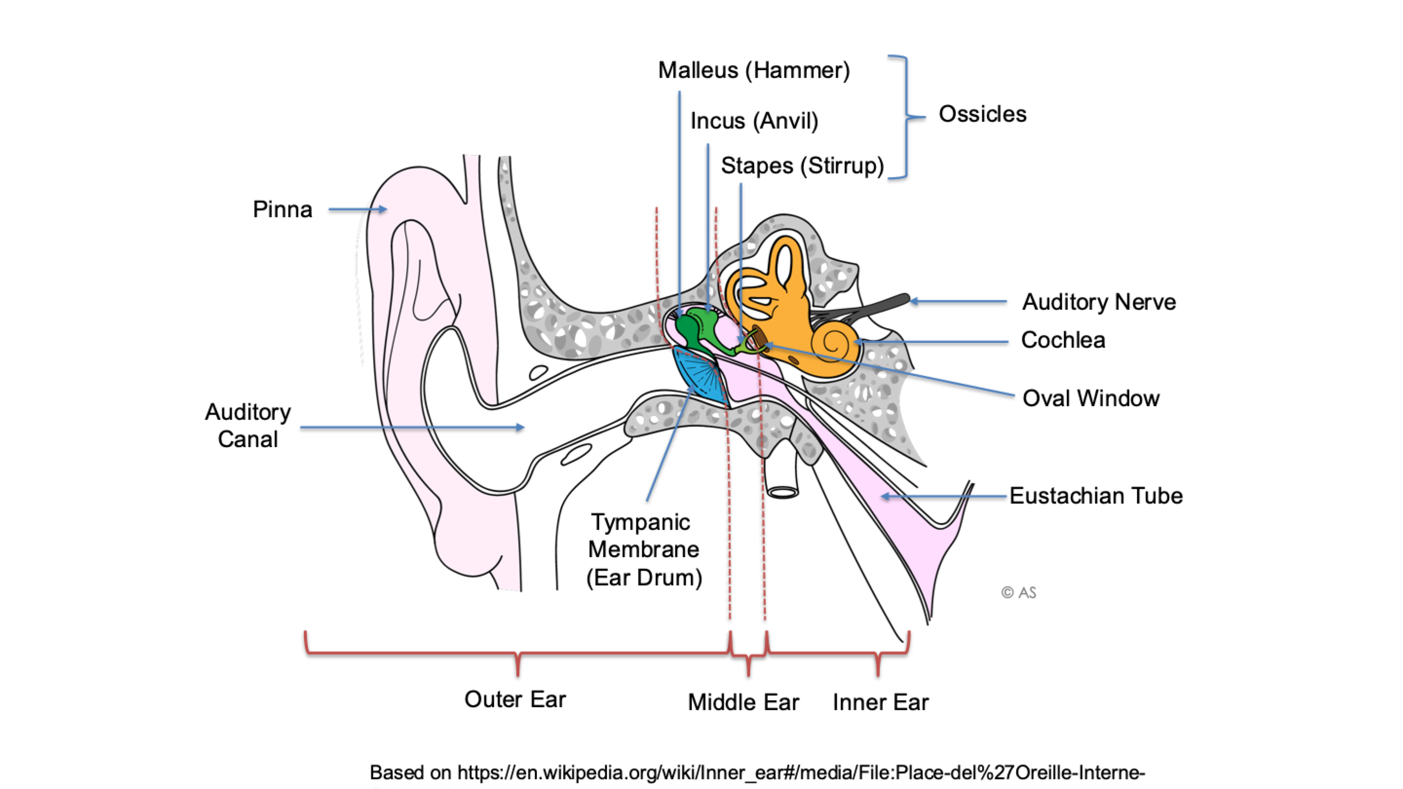 <p>The auditory nerve</p>