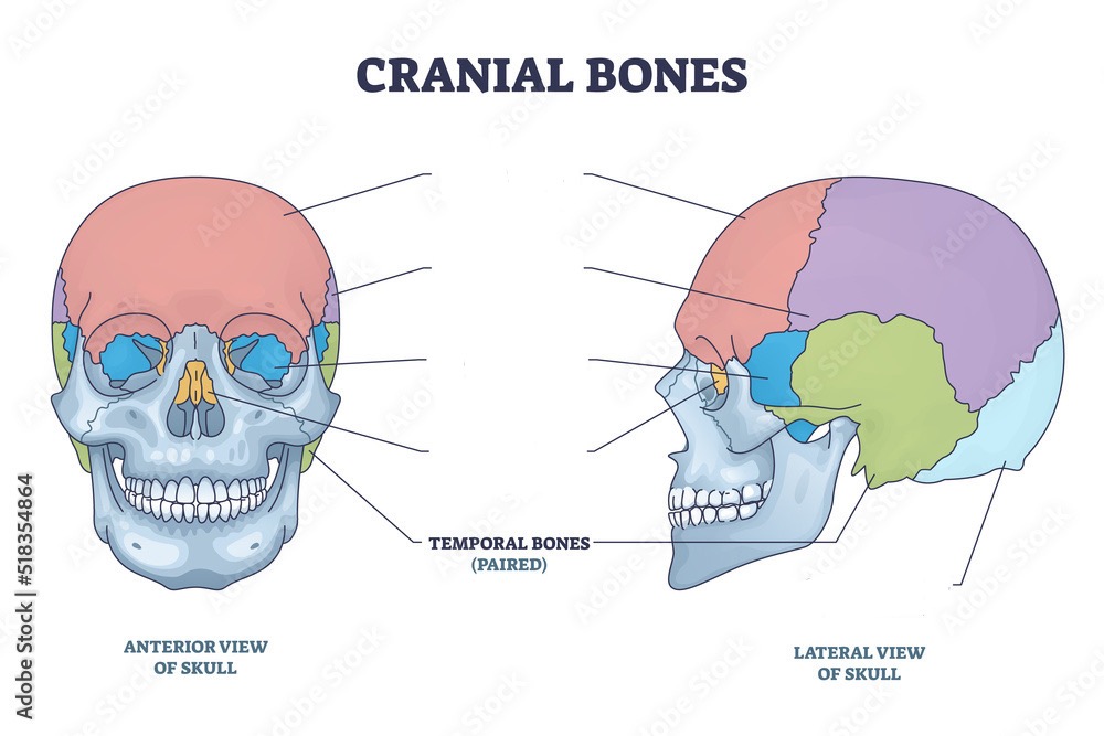 <p>Temporal bone</p>