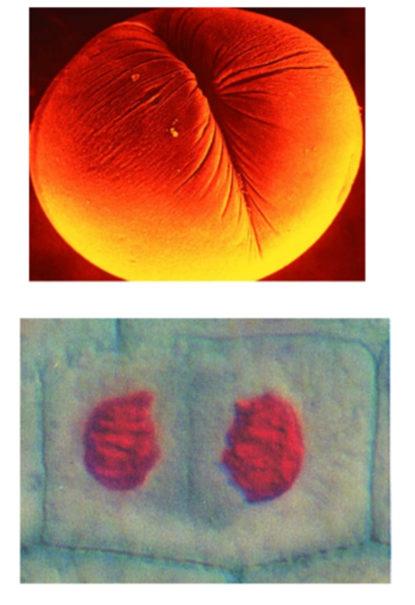 <p>1) cleavage furrow- animals(phospholipid bilayer squeezes together and eventually pinches off)</p><p>2) cell plate=plants (because of cell wall)</p>
