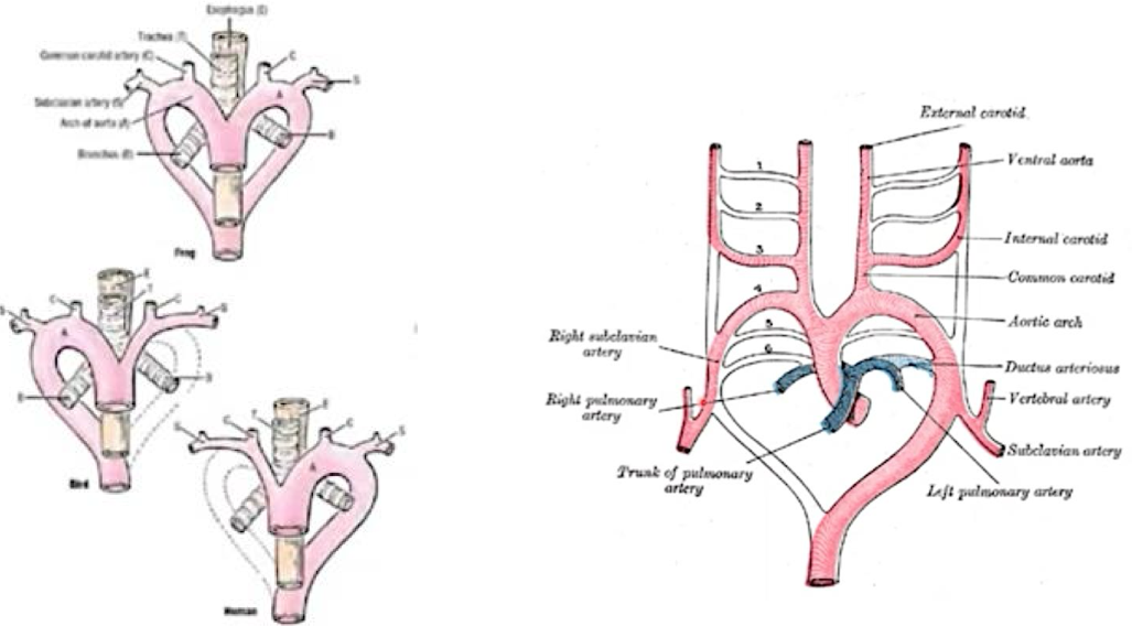 <p>Il simbolo del cuore che conosciamo deriva dalla forma dell’arco aortico</p><p>Durante lo sviluppo embrionale si formano 6 paia di archi aortici:</p><ul><li><p>Il 4 arco sinistro origina l’Arco Aortico definitivo</p></li><li><p>Il 4 arco destro contribuisce a formare il Tronco Brachiocefalico</p></li><li><p>Il 5 arco destro e sinistro e il 6 destro scompaiono</p></li><li><p>Il 6 arco sinistro forma il Dotto Arterioso nella vita fetale</p></li><li><p>Il 1 origina l’arteria mascellare, il 2 la stapediale e ioidea, il 3 la carotide comune</p></li></ul><p>Questo sviluppo spiega perché i due Nervi Laringei Ricorrenti (dal nervo vago) hanno decorso diverso:</p><ul><li><p>Lo sviluppo differente degli archi aortici darà come risultato che quello sx passa sotto l’arco aortico e quello dx sotto la succlavia dx.</p></li></ul><p></p>