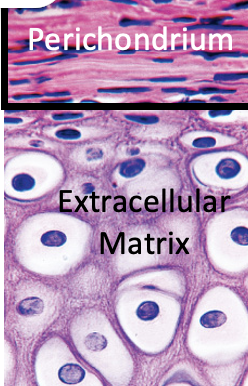 <p>Dense irregular connective composed mostly of collage fibers that covers cartilage surface and helps maintain its shape</p><p>Most of the region contains fibroblasts but the deepest layer contains mesenchymal stem cells</p>