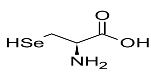 <p>This charged Sec-tRNASec recognizes and translate UGA codon</p>