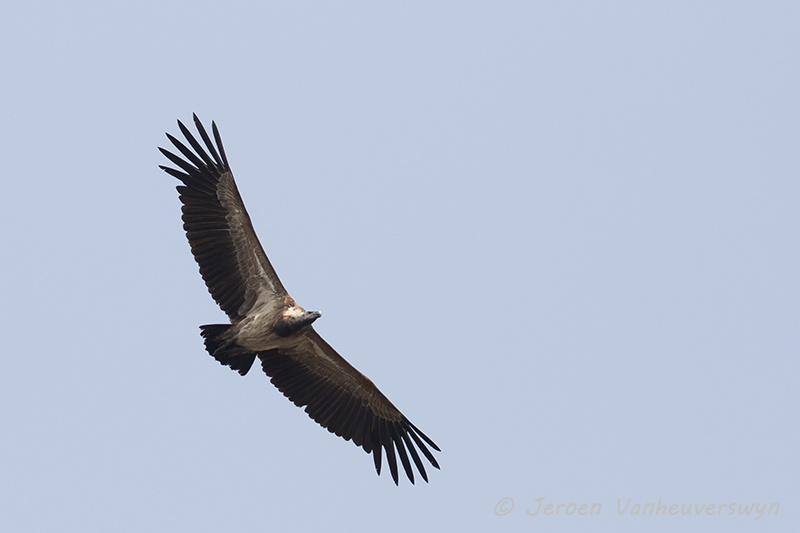 <p>Slender Billed Vulture</p>