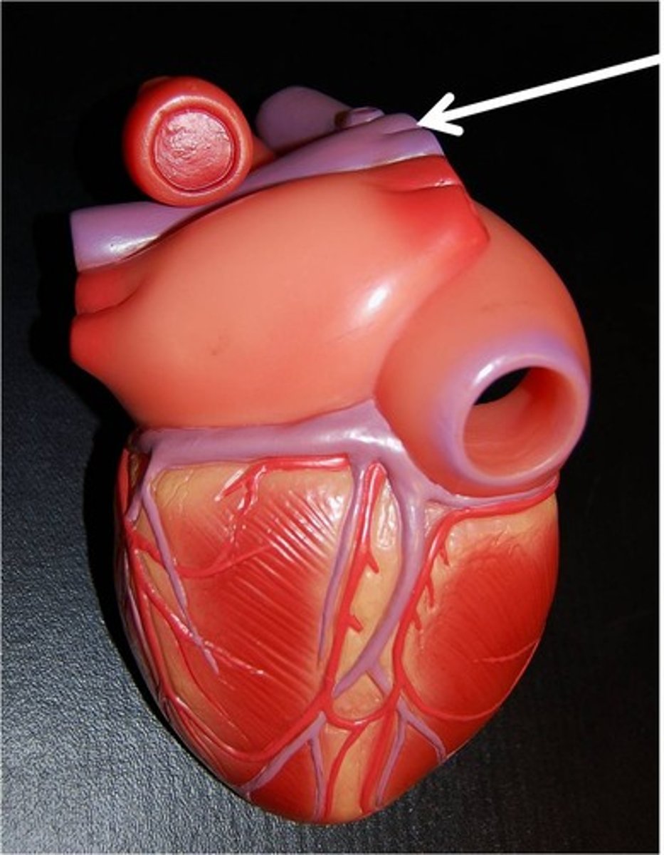 <p>takes blood to lungs to get oxygenated. Can see from posterior side</p><p>1 rt and lt artery</p>