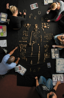 <p>Fossils</p>