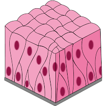 <p>Definition of Tissue</p>