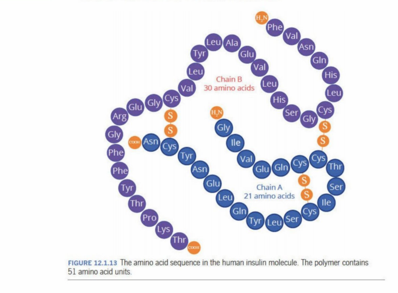 <p>Made up of <strong>51 amino acid residues</strong></p><p>Is formed through condensation polymer reaction</p><p>Has an <strong>N-terminal</strong> at the start (next to Phe - Phenylalanine), because it is not involved in the reaction</p><p>Has a <strong>C-terminal</strong> at the end (next to Thr - Threonine, because the COOH is not bonded to anything)</p>