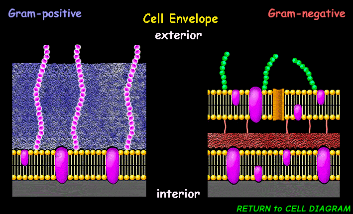 <p><span><span>protects the cell from its environment, regulates the passage of substances, maintains structural integrity, and plays a role in bacterial adhesion and infection. </span></span></p>