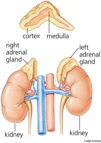 glands that help the body recover from stress and respond to emergencies, secretes adrenaline