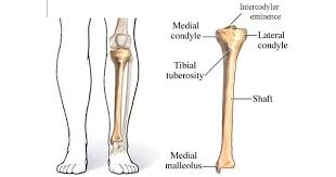 <p>anterior protuberance of the tibia (knee protuberance of tibia)</p>