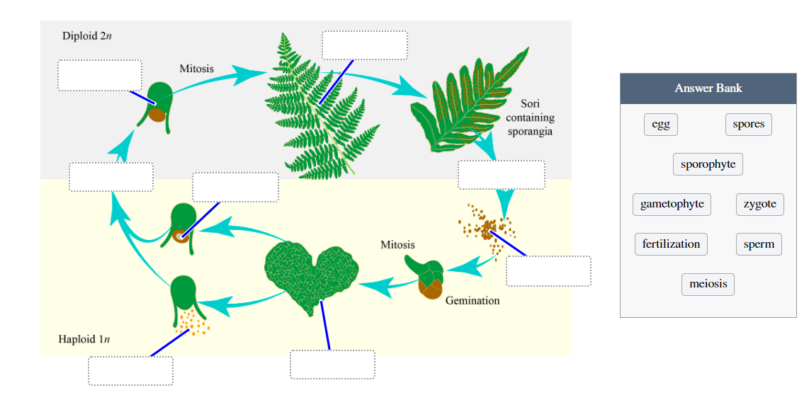 <p>Fill in the blank for the fern life style</p>