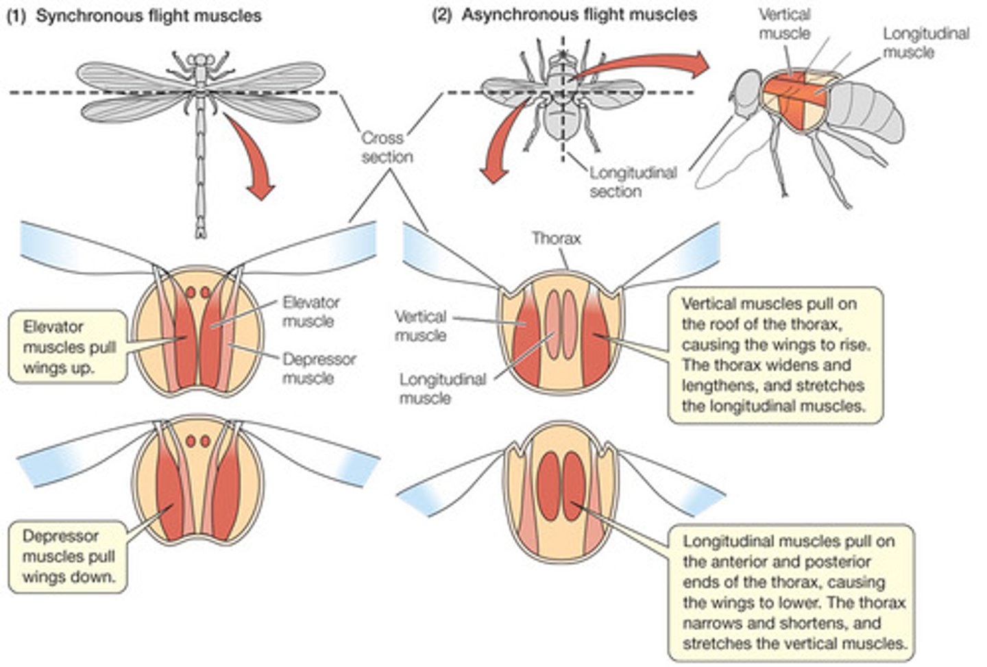 <p>Evolved once in the MRCA of Pterygota but has been lost independently many times.</p>