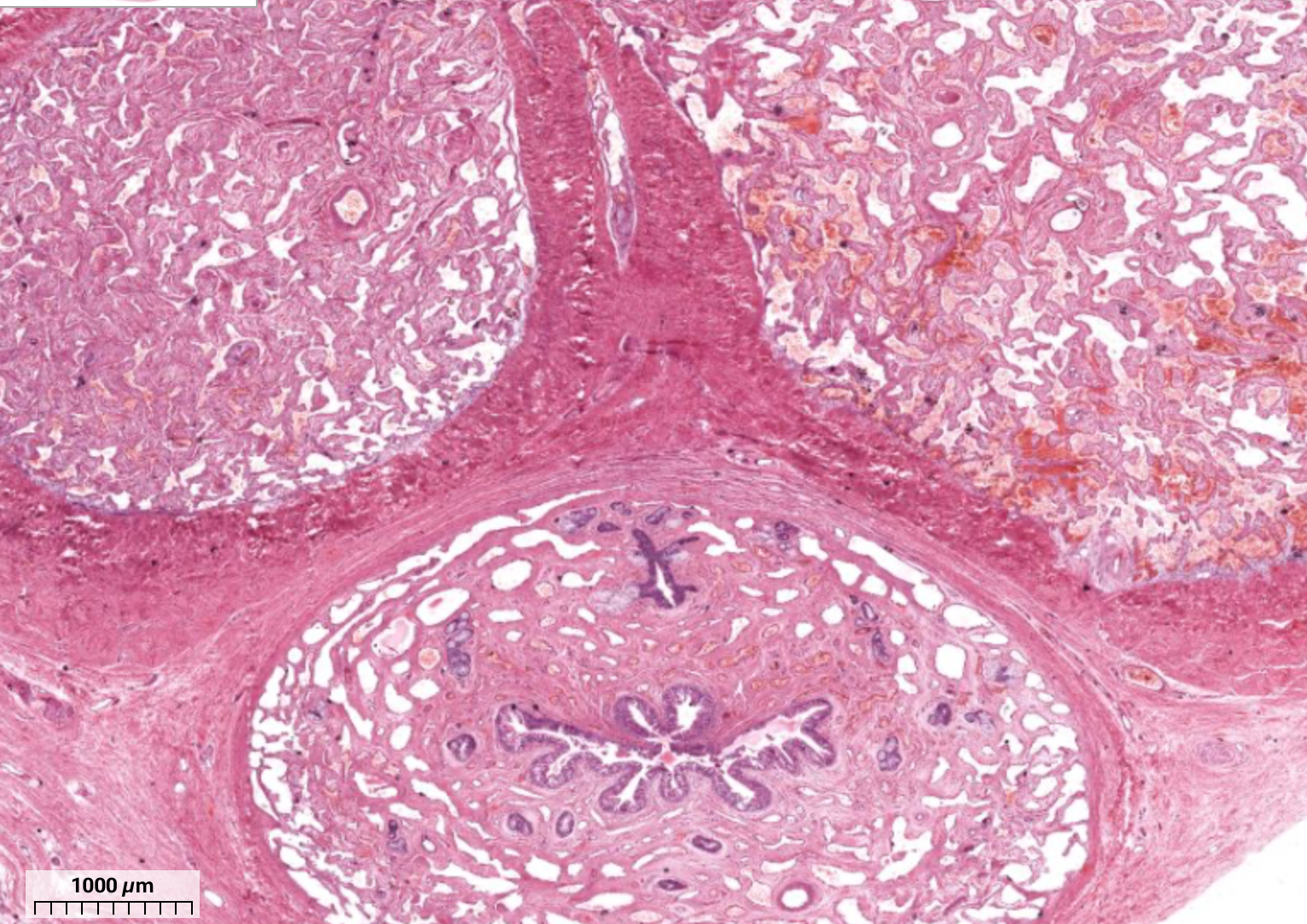 <p>histo; as a whole</p>