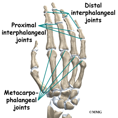 <p>DIP joint</p>
