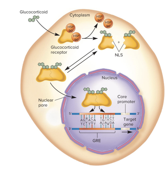 <ul><li><p class=""><strong><u>Glucocorticoid hormone</u></strong><u> enters the cell and binds to the </u><strong><u>glucocorticoid receptor</u></strong><u>.</u></p></li><li><p class="">The binding of the hormone causes the release of <strong>HSP90</strong> (a heat shock protein).</p></li><li><p class="">This release exposes a <strong>nuclear localization signal (NLS)</strong> on the receptor.</p></li><li><p class="">The <u>two </u><strong><u>glucocorticoid receptors</u></strong><u> with the hormone </u><strong><u>dimerize</u></strong><u> </u>and<u> enter the </u><strong><u>nucleus</u></strong><u>.</u></p></li><li><p class="">Inside the nucleus, the dimer <u>binds </u>to the <strong><u>Glucocorticoid Response Element (GRE)</u></strong><u> </u>on the DNA.</p></li><li><p class="">The binding of the receptors to the GRE <strong><u>activates transcription</u></strong><u> </u>of a nearby gene.</p></li><li><p class="">GRE can be located <strong>far away</strong> from the target gene, even within an enhancer.</p></li></ul><p></p>