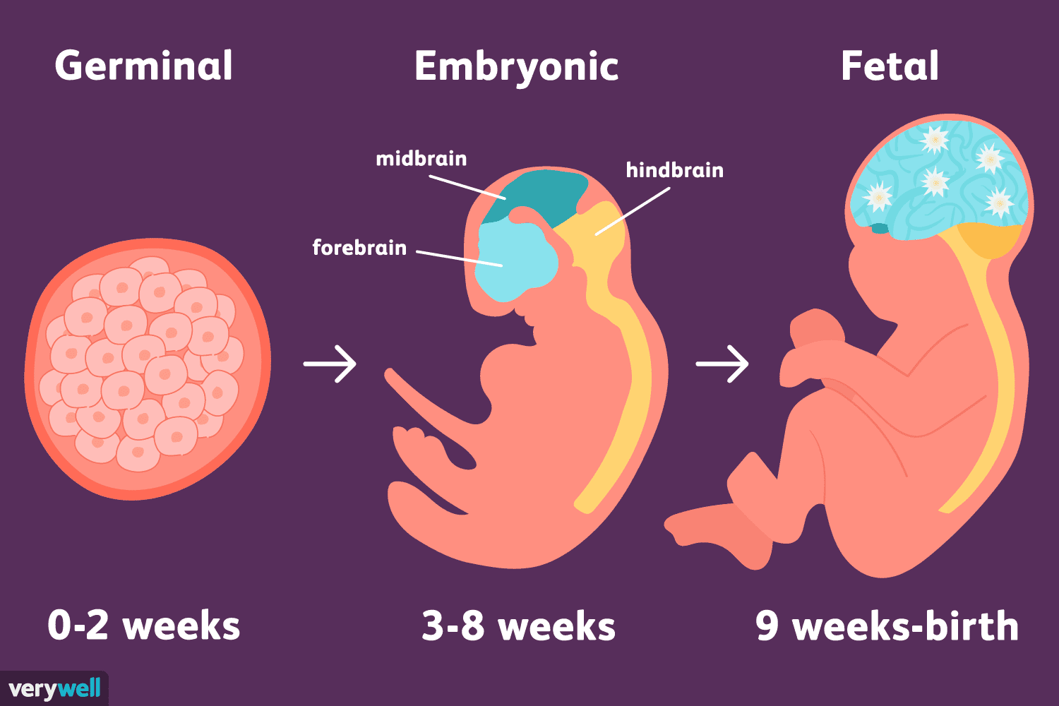<ol><li><p><strong>Pre-embryonic stage</strong>: fertilization through <strong>implantation</strong>. </p></li><li><p><strong>Embryonic stage</strong>: implantation to <strong>8 weeks</strong>. </p></li><li><p><strong>Fetal stage</strong>: from <strong>9 weeks to birth</strong>.</p></li></ol><p></p>