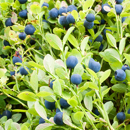 <p>Bilberry </p>