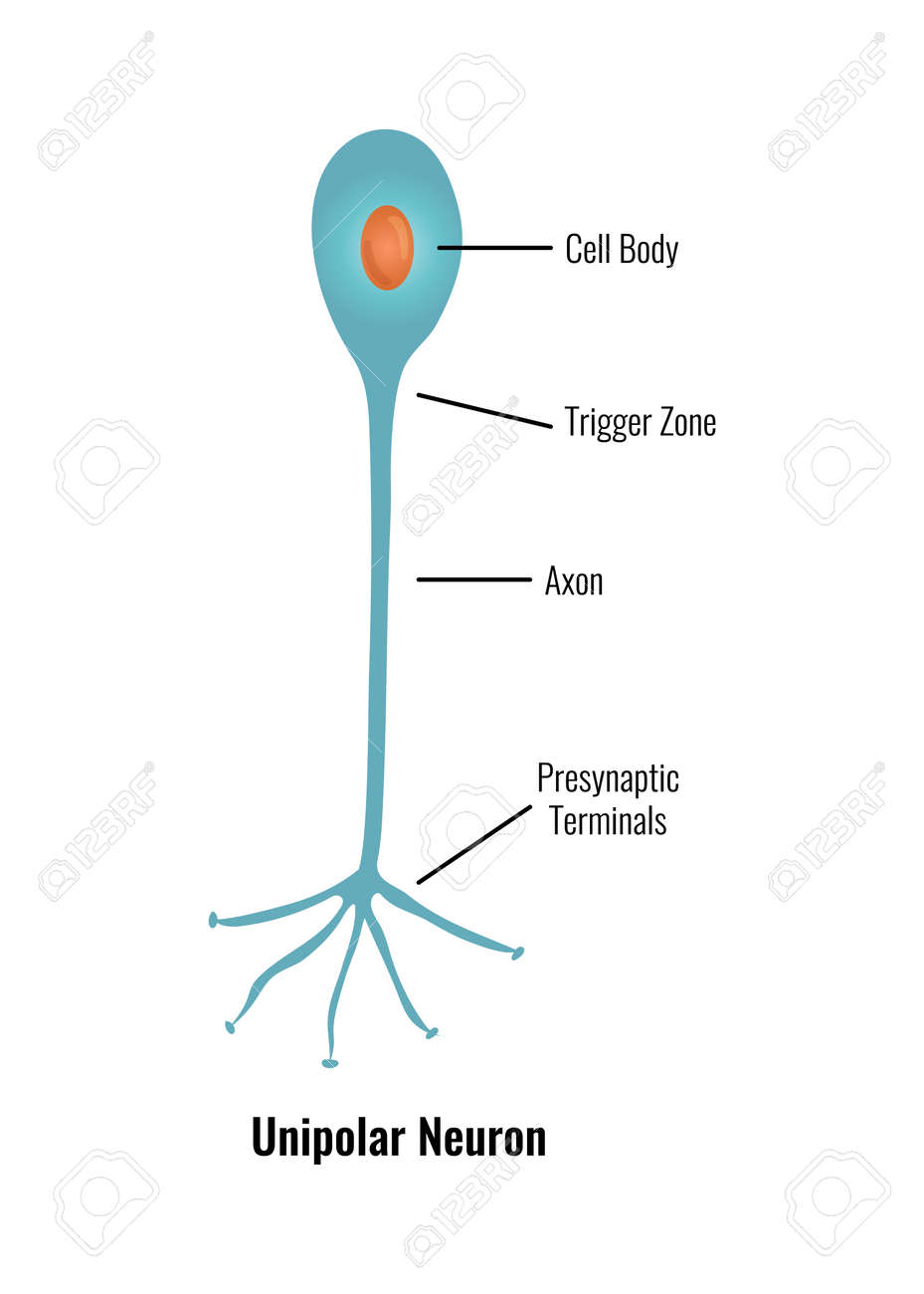 <p><strong>Unipolar Neuron</strong></p>