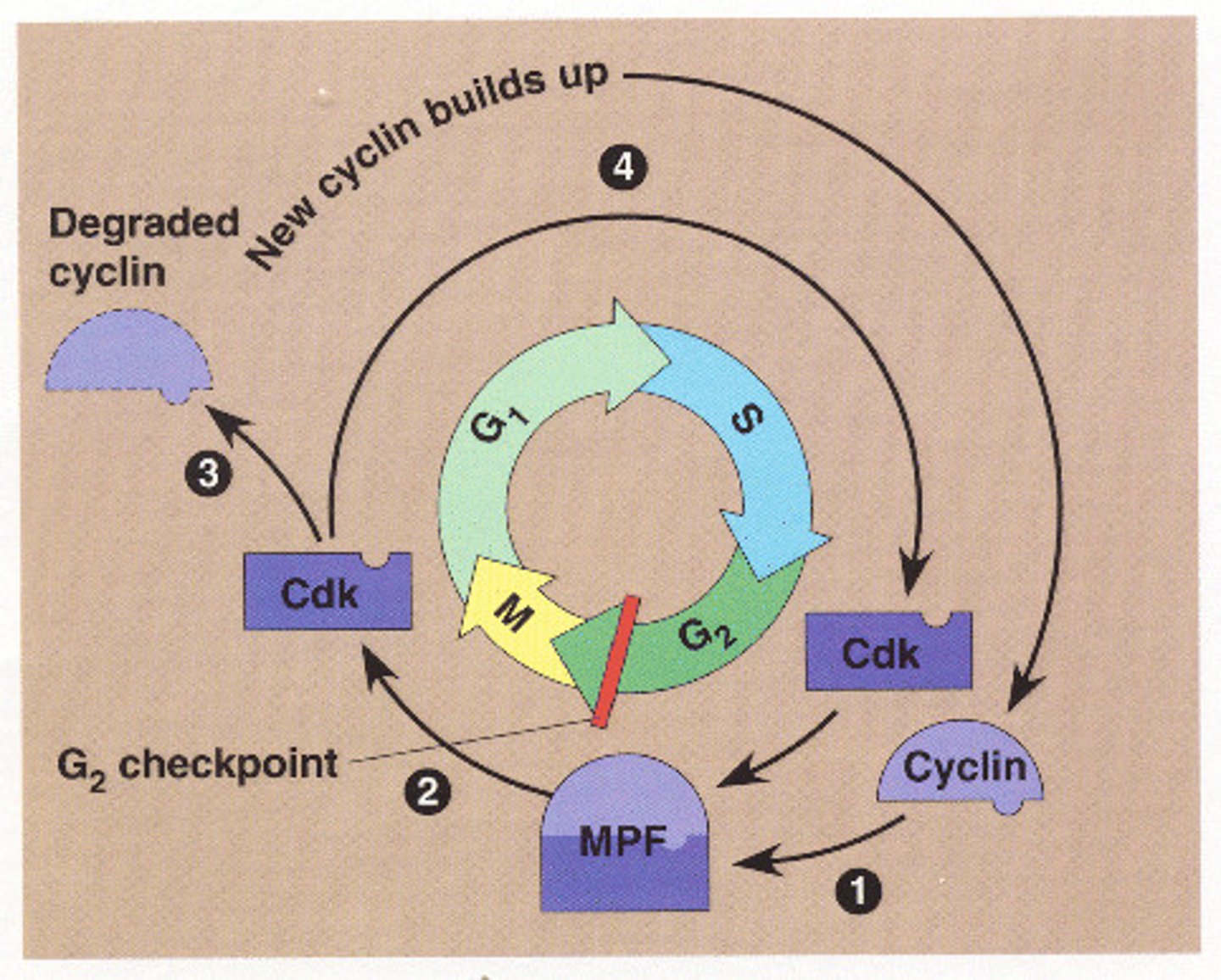 <p>MPF, a key regulator of the cell cycle, is composed of cyclin and a protein kinase.</p>