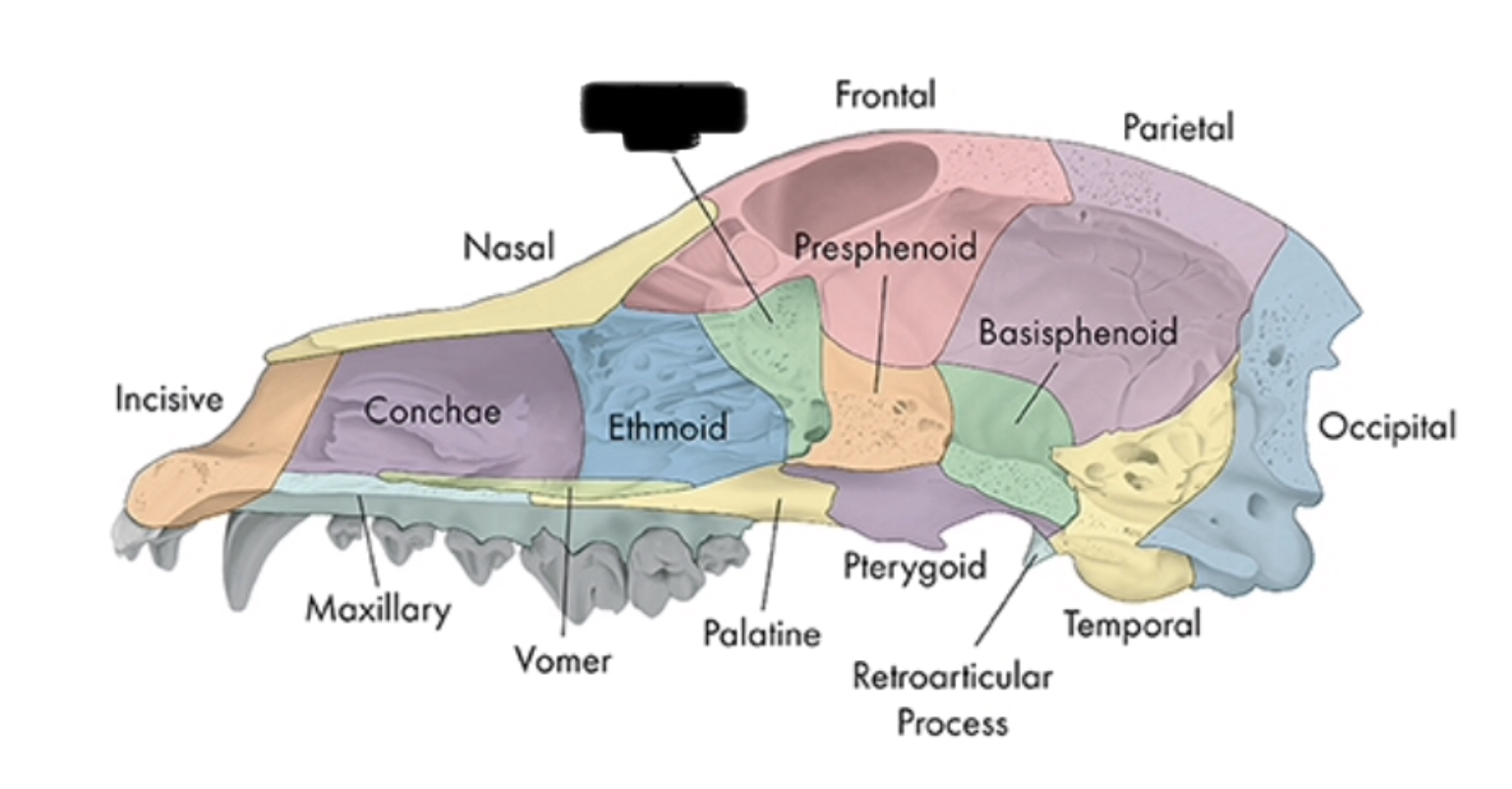 <p>olfactory nerve passes</p>