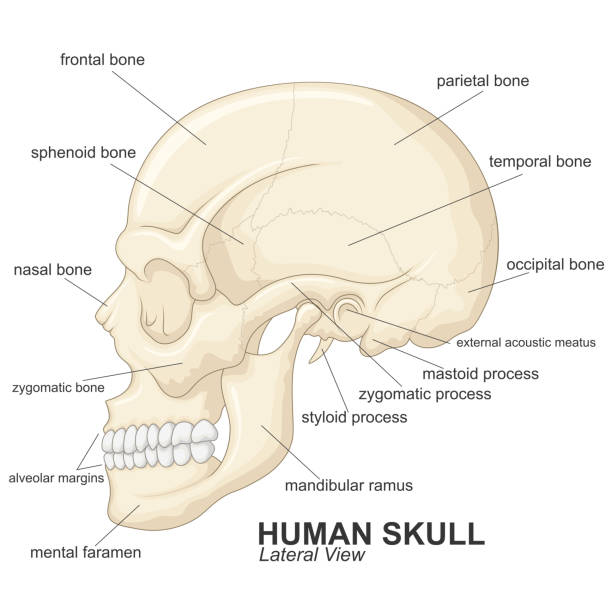 <p>The human cranium</p>