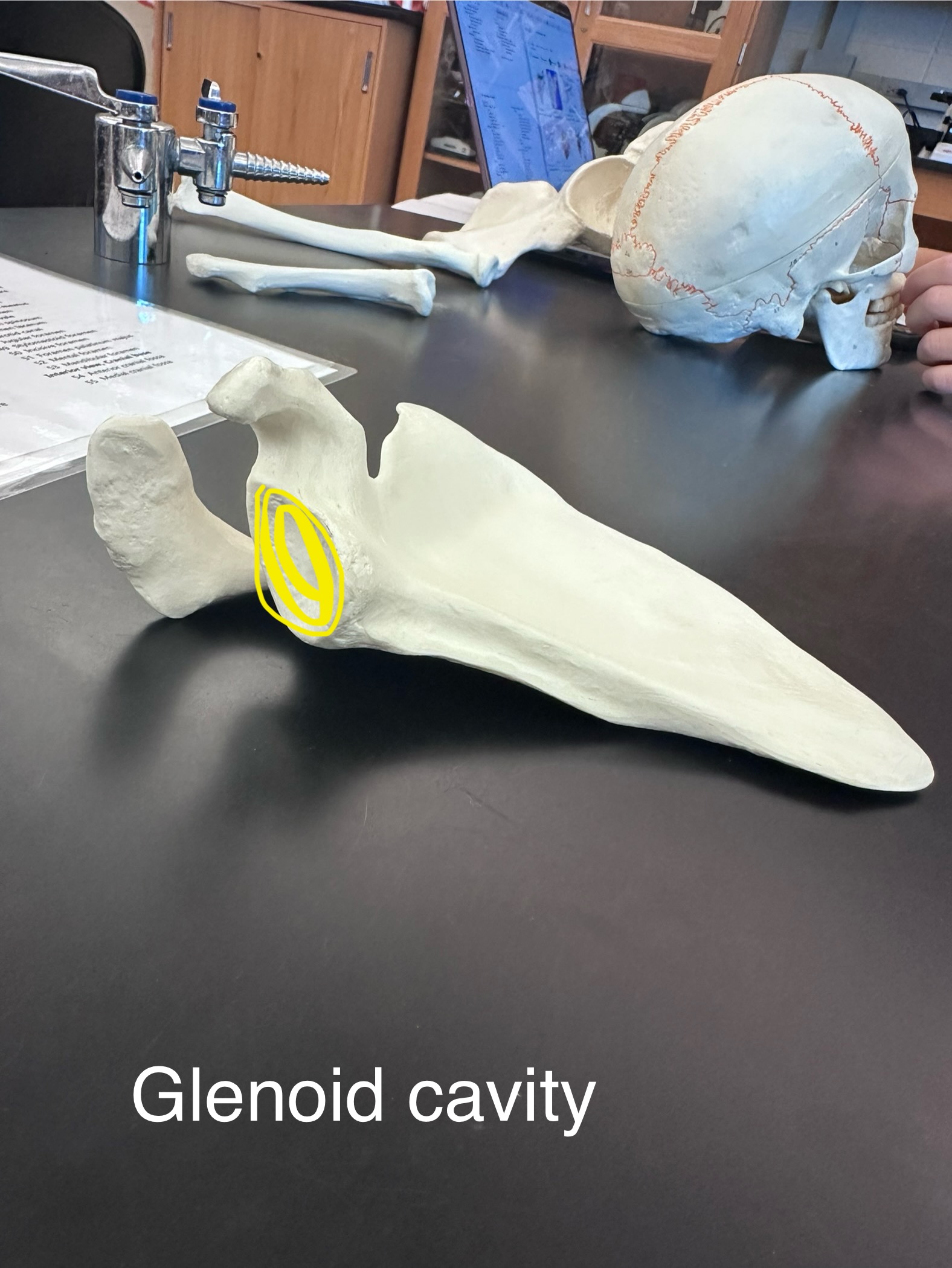 <p>Glenoid Cavity</p>