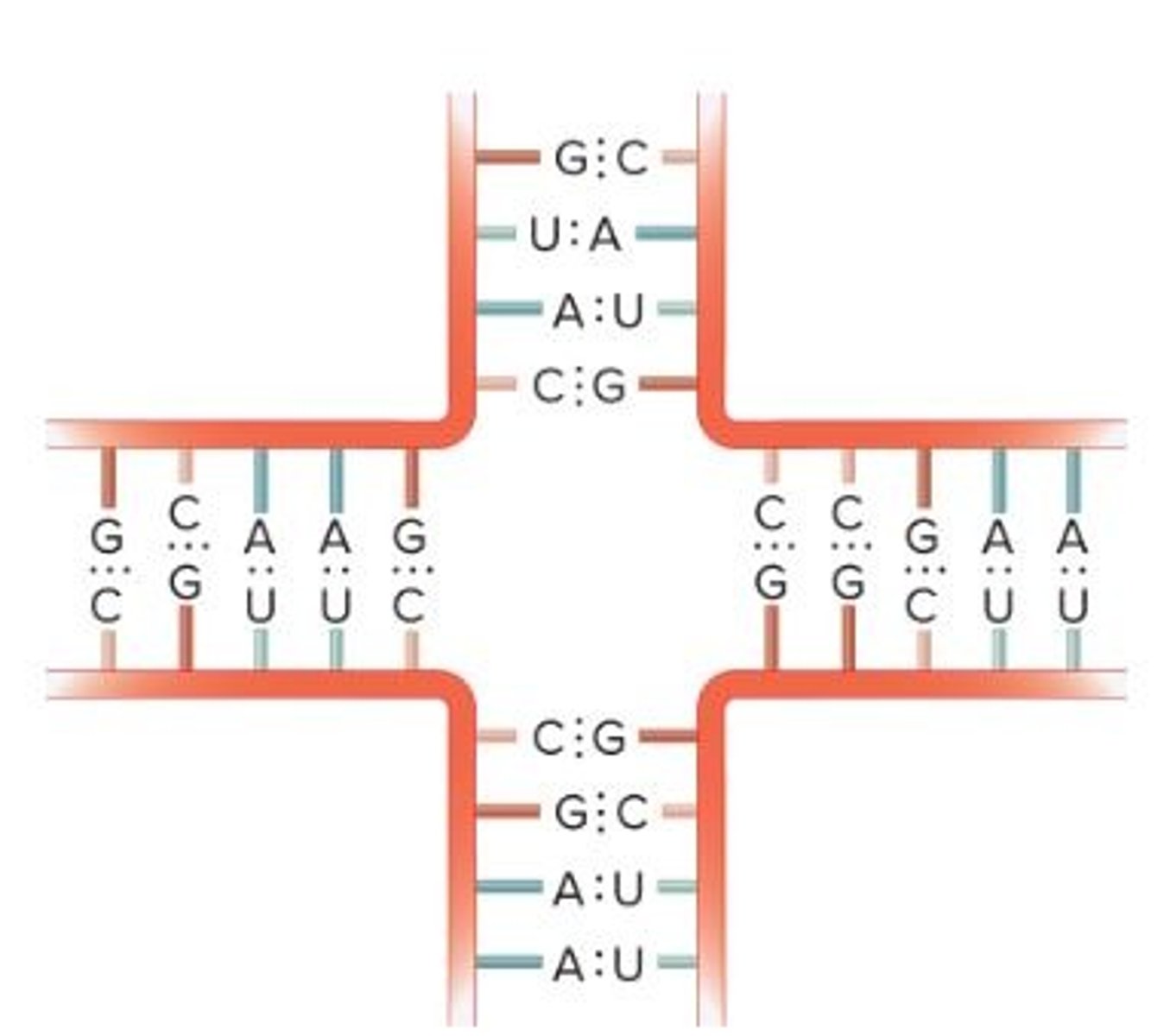 <p>Crossed nucleotides</p>