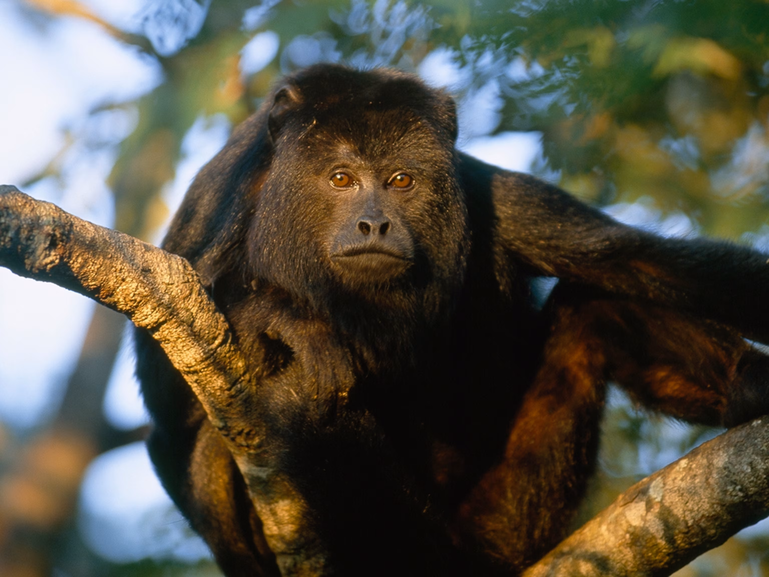<p>Howler monkey</p>