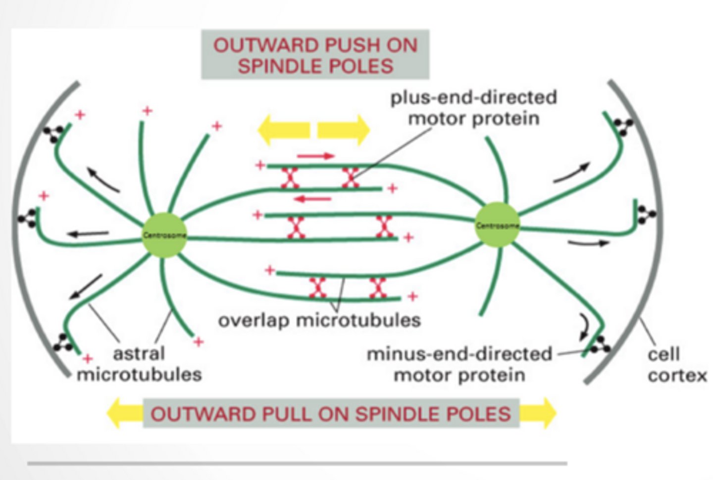 <p>Dynein and Kinesin are ATP binding motor proteins </p><p>Dynein moves to the minus end </p><p>Kinesin moves to the plus end </p><p>Assembly and stabilization of microtubules drives movement of chromosomes captured by the ends of microtubules</p><p>MICROTUBULES ARE USED TO TRANSPORT CARGO AROUND THE CELL </p><p>Microtubules are laid out like train tracks </p><p>Protein filled vesicles travel along microtubules</p><p>MICROTUBULES ARE USED TO TRANSPORT CARGO VESICLES AROUND THE CELL using these proteins</p>