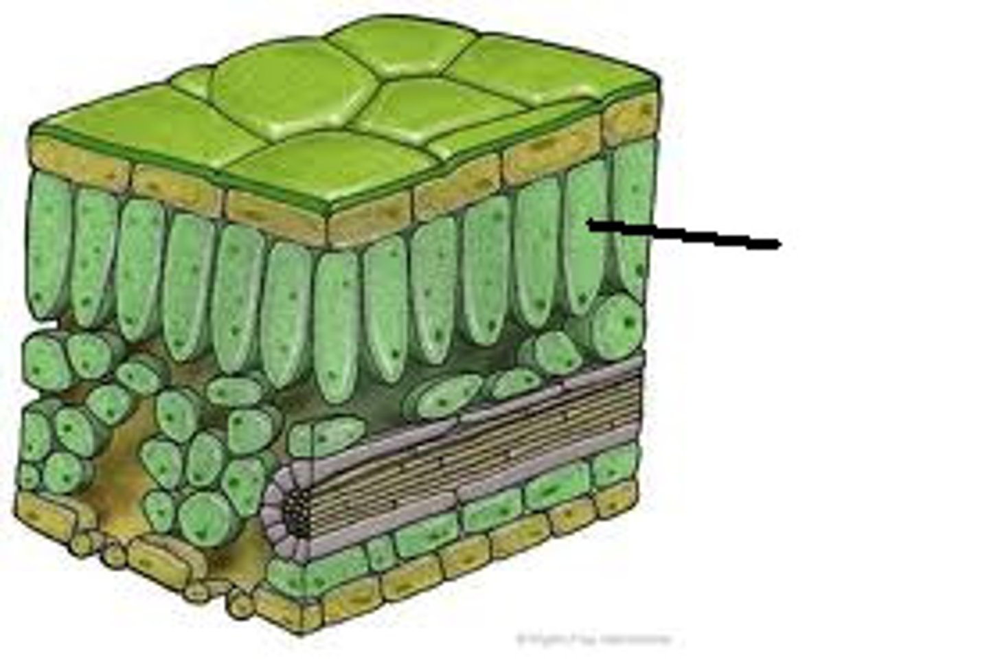 <p>the upper layer of the mesophyll tissue in plant leaves made up of closely packed cells that contain many chloroplasts for photosynthesis</p>