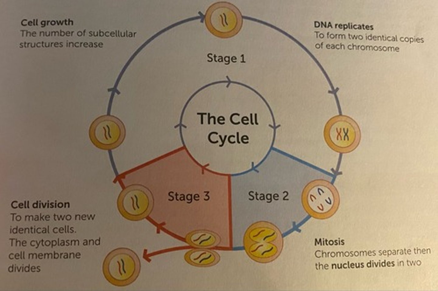 <p>1. cell growth (make new sub-cellular structures - mitochondria and ribosomes ) and DNA is copied to form two identical copies of each chromosome</p><p>2. mitosis (replicated chromosomes separate then nucleus divides in two)</p><p>3. cell division (cytoplasm + cell membrane divides to form 2 identical cells called daughter cells)</p>