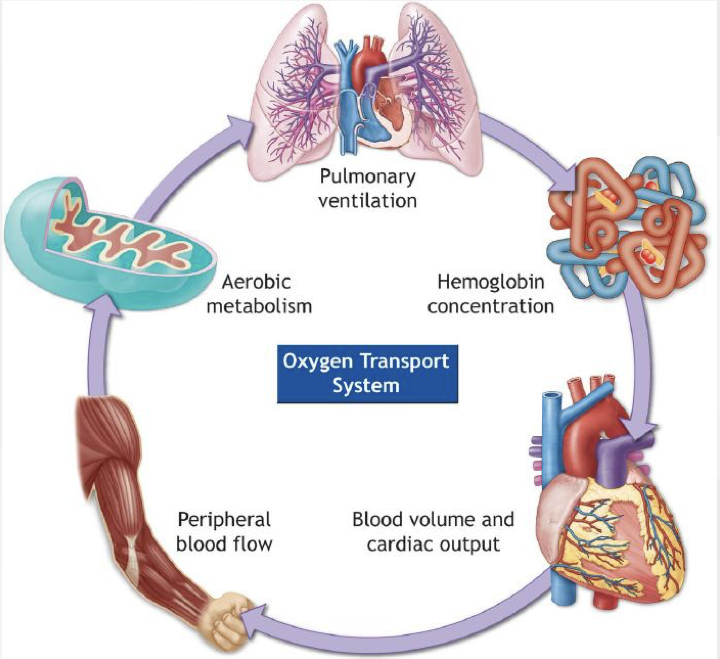 <ul><li><p>Pulmonary ventilation</p></li><li><p>Hemoglobin concentration</p></li><li><p>Blood volume and cardiac output</p></li><li><p>Peripheral blood flow</p></li><li><p>Aerobic metabolism</p></li><li><p>All this is known as the oxygen transport system and is why VO2max is used as a measure for aerobic capacity </p></li></ul><p></p>