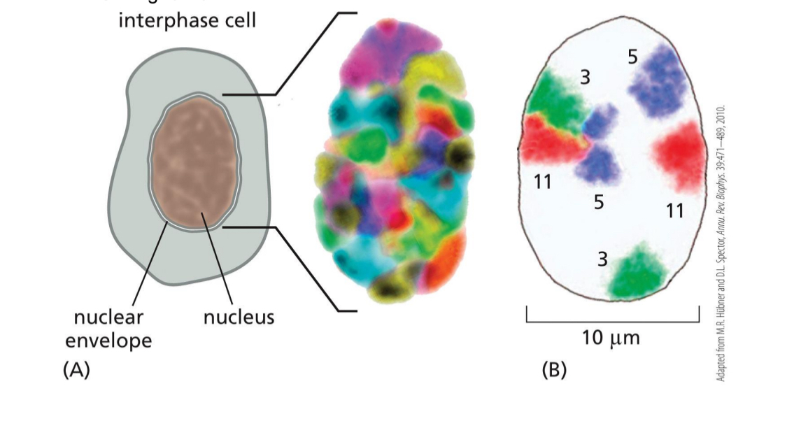 <p>(shown using FISH)</p><ul><li><p>Chromosomes have territories</p><ul><li><p>Some interact</p></li><li><p>Some are more on the sides or the middle</p></li><li><p>Nucleolus — carry genes that encode for rRNA</p></li></ul></li></ul><p></p>