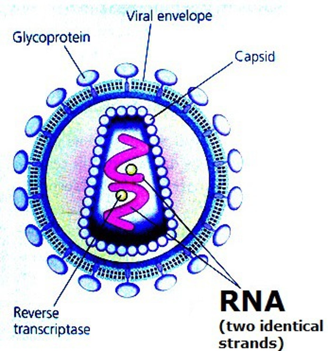 <p>Have a reverse transcriptase tat changes RNA to DNA</p>
